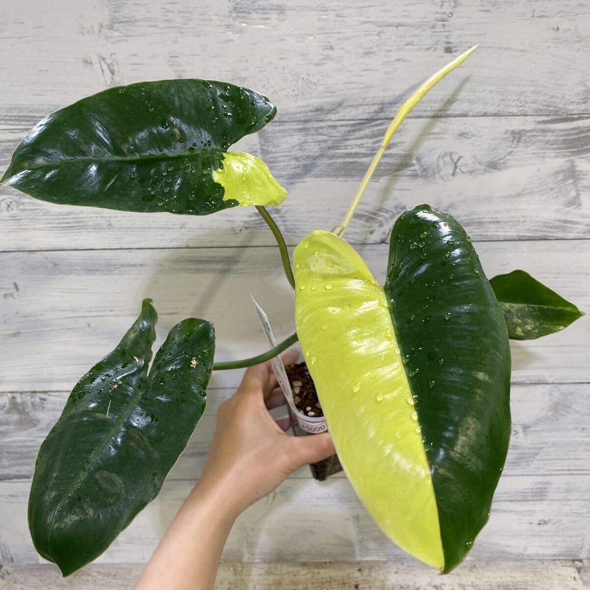 KONTONコントン ライム LIME ベース鉢カバー 35cm